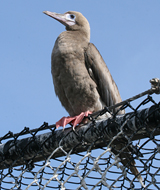 Red-footed Booby juvenile